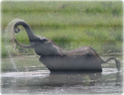 Loxodonta africana cyclotis